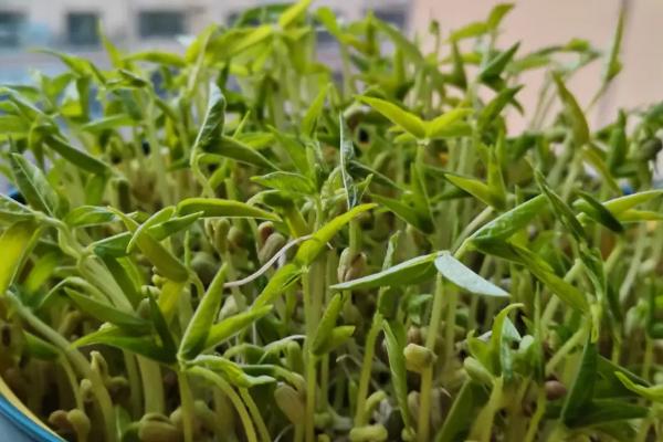 盆栽绿豆发芽了怎么种植，选择陶制或塑料花盆种植为佳