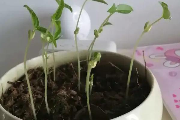 盆栽绿豆发芽了怎么种植，选择陶制或塑料花盆种植为佳
