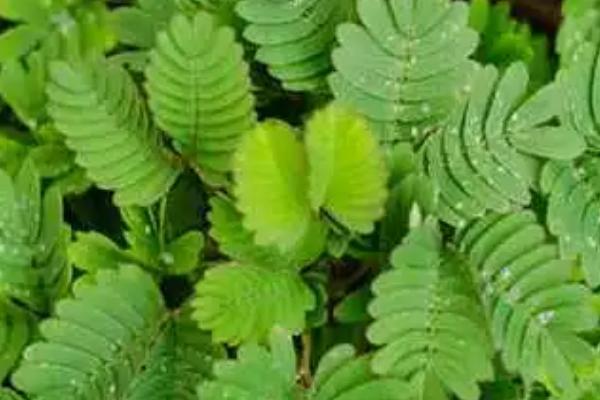 含羞草的花语，寓意害羞、敏感、礼貌等