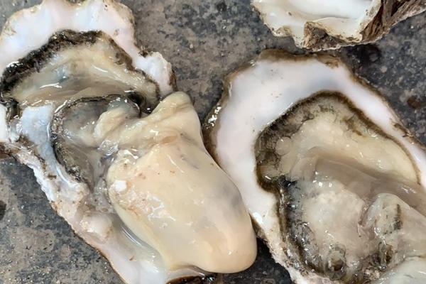 山东牡蛎什么时候最肥，11-次年5月最肥美