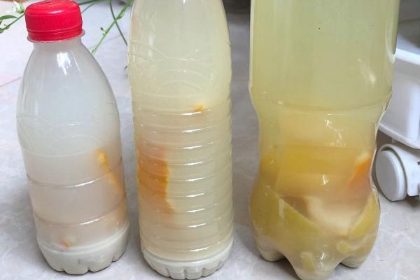 淘米水如何发酵成花肥，倒入塑料瓶中暴晒发酵