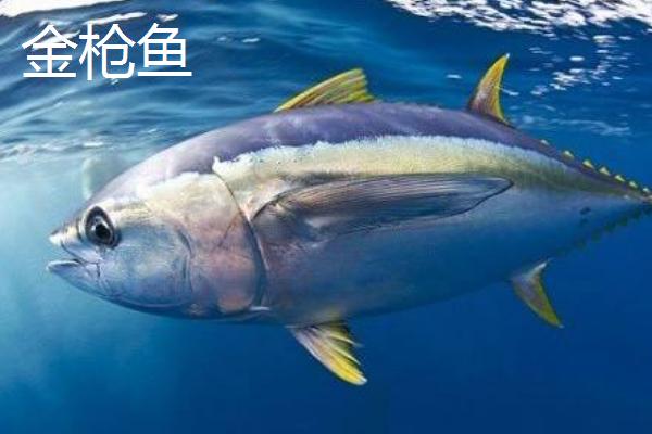 金枪鱼和鲅鱼的区别，前者属于鲭科、后者属于鲅科