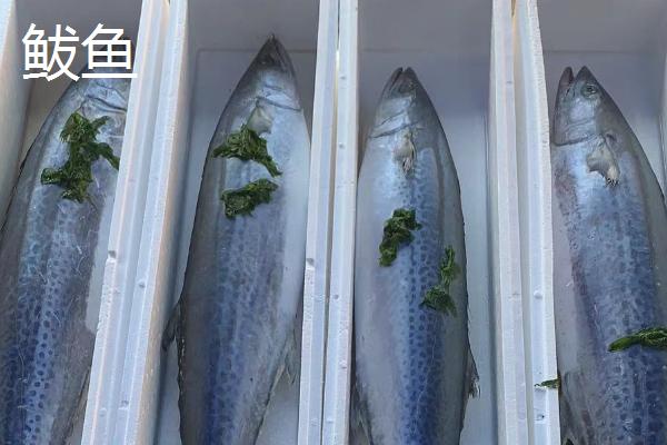 金枪鱼和鲅鱼的区别，前者属于鲭科、后者属于鲅科