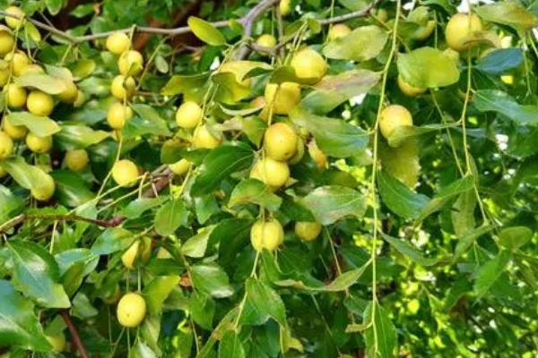 枣树小叶病的治疗方法，每隔一周给植株喷洒一次噻虫嗪、噻虫胺等
