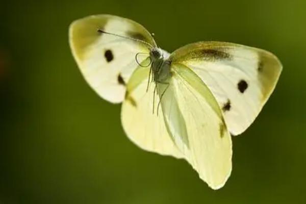 菜粉蝶的发育过程，经过受精卵、幼虫、蛹、成虫4个阶段