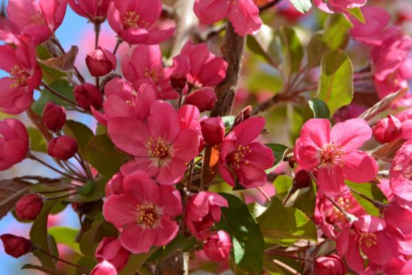 海棠花有什么特点，花色较多、花序呈伞形