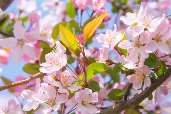 海棠花有什么特点，花色较多、花序呈伞形