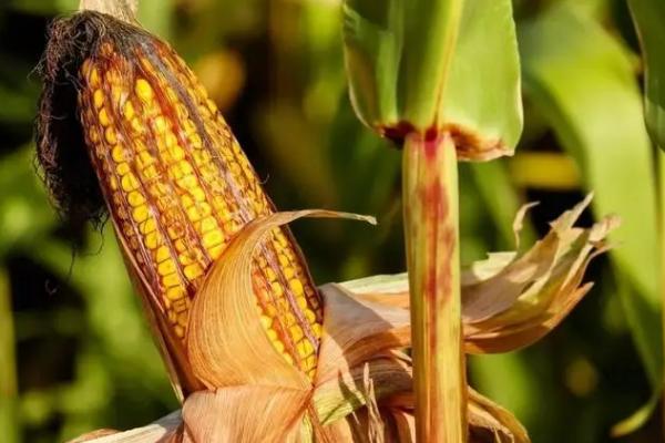 冀玉19玉米种子简介，注意防治地下害虫