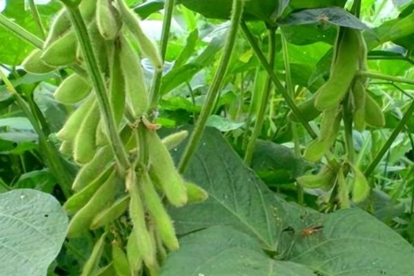 吉农38大豆种子特点，出苗至成熟122天