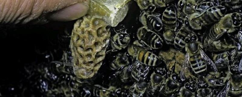 中蜂怎么原地分蜂而不回蜂，可利用新工蜂这一特性来拆分蜂群
