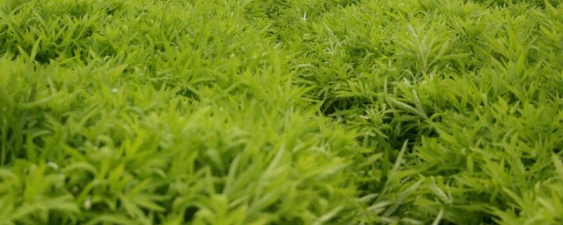 藜蒿怎么种植，将种子与细土拌匀再播种