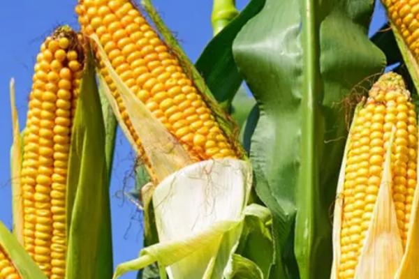 金辉801（区试名称：GY801）玉米种子简介，结合每亩施尿素20公斤