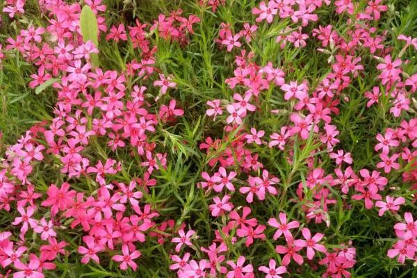 福禄考的开花时间，一般为5-10月份