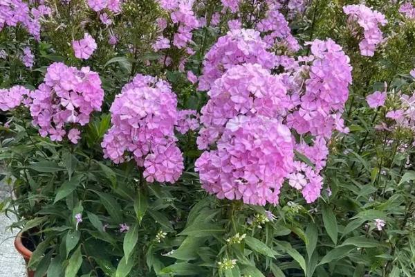 福禄考的开花时间，一般为5-10月份
