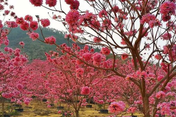 紫花风铃木的种植方法，适宜生长温度为20-30℃