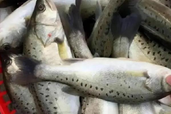 鲈鱼的种类有哪些，常见的有河鲈、海鲈鱼等