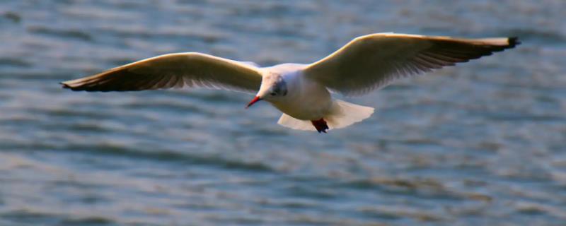 海鸥吃什么，以海滨昆虫、软体动物等为食