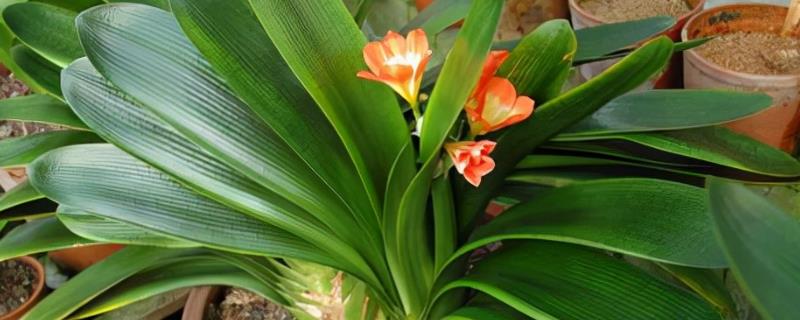 秋季养花要注意什么，谢花后要剪除残花
