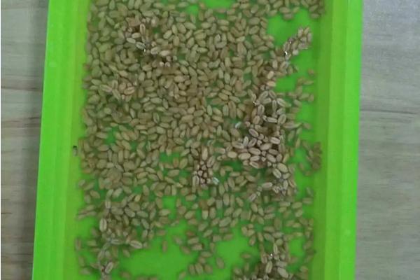 小麦种子的浸泡时间，小麦种子浸泡时间与季节有关