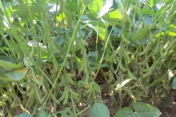 东生10号大豆品种的特性，高肥力地块15000株