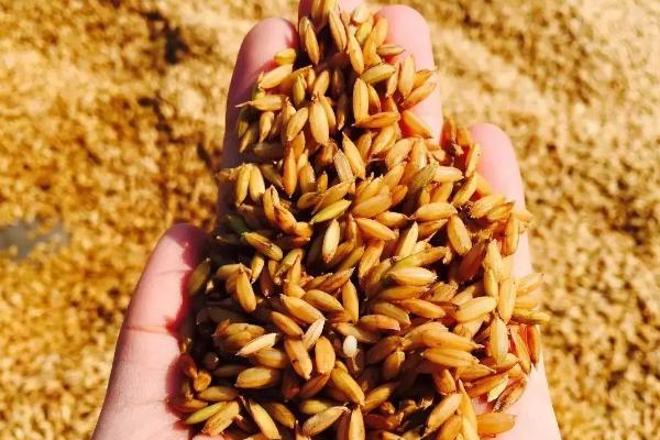 南粳9108水稻种子特征特性，每亩大田用种量3-4公斤