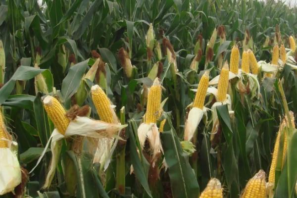 金冠218玉米种子特点，栽培密度为亩3500株