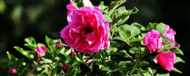 刺玫瑰花的养殖方法，花期可以每天向枝叶喷洒一次水雾