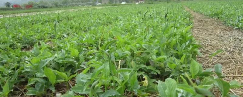 半夏的种植方法，在畦内开沟后再播种块茎