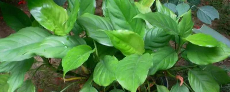 广东万年青开花是否要剪除，可以保留花朵用来观赏
