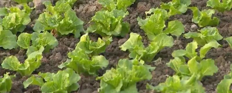 十一月份适合种什么菜，可以种菠菜、香菜、生菜等