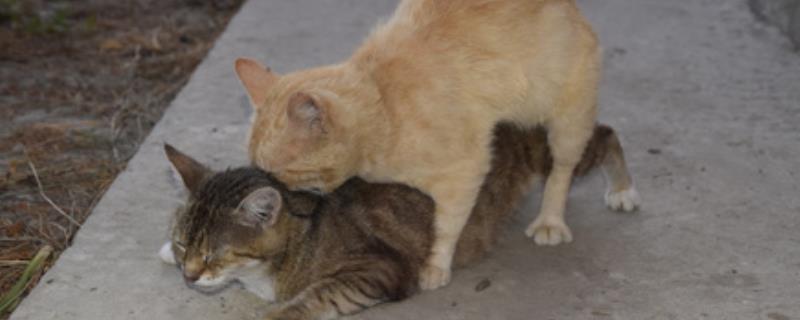 猫咪不给配种的原因，可能是母猫不处于发情期