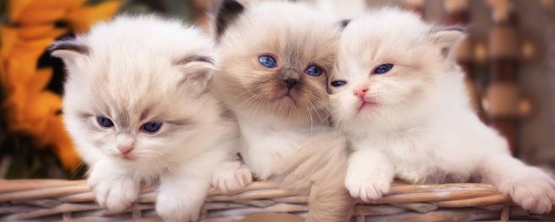 猫咪是不是天生胆小，胆小是受到幼年经历的影响并非天生