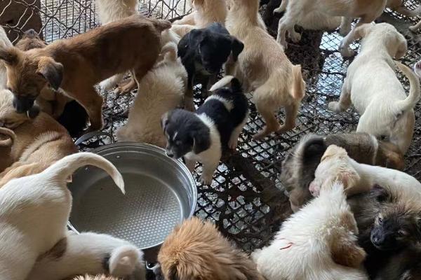 肉狗怎么养殖，每天要定时定量、定温定质饲喂