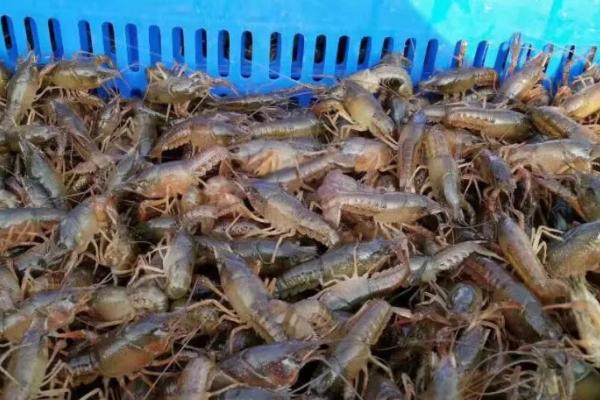 龙虾黑鳃病的防治方法，放苗前用生石灰等彻底清塘