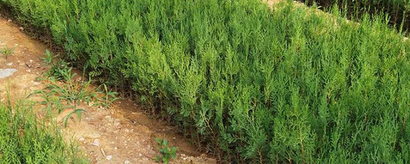 侧柏树苗的价格，不同高度的价格不同