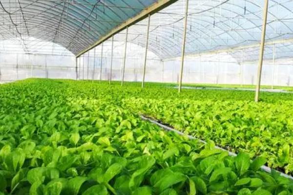 种植蔬菜怎么防治倒春寒，需做好蹲苗、低温炼苗等工作