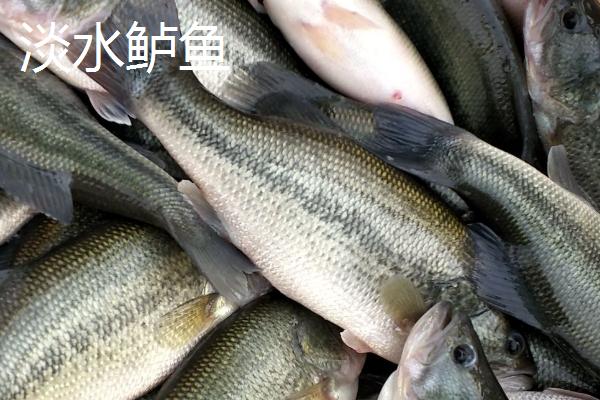 淡水鲈鱼有没有刺，通常只有一根主刺