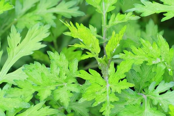 野生艾草的形态，叶片呈羽裂状且颜色为青色