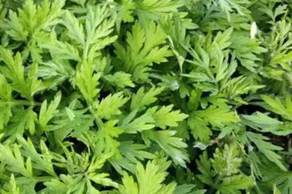 野生艾草的形态，叶片呈羽裂状且颜色为青色