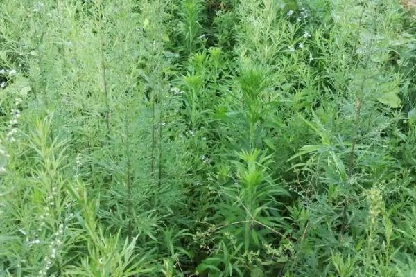 野生艾草的形态，叶片呈羽裂状且颜色为青色