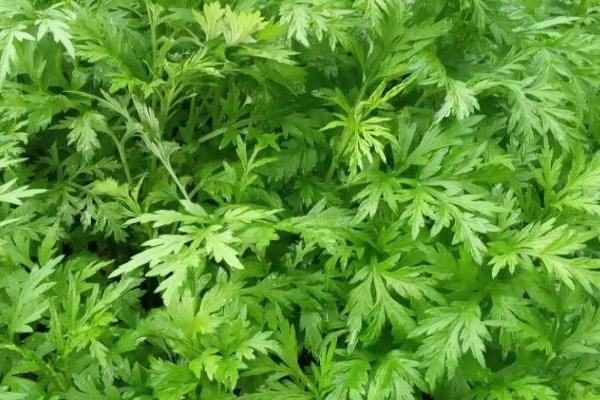 野生艾草的形态，叶片呈羽裂状且颜色为青色