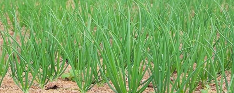 种植小葱一般打什么农药，可喷施阿维菌素