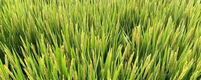 水稻灌浆期用什么叶面肥，可以用无氮或者激素类的叶面肥