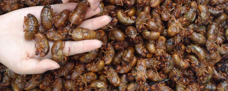 养殖金蝉的方法，若虫出土时要做好防害措施