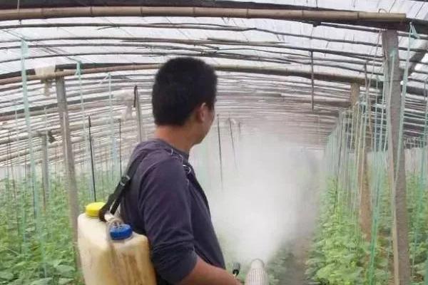 怎么对黄瓜喷施乙烯利，喷施浓度根据喷施次数做出调整