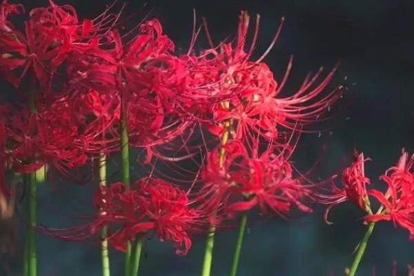 红色彼岸花的花语，寓意无尽的爱情、死亡的前兆等