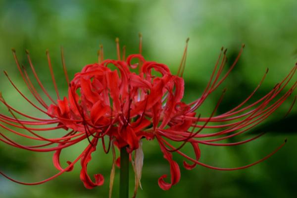 红色彼岸花的花语，寓意无尽的爱情、死亡的前兆等