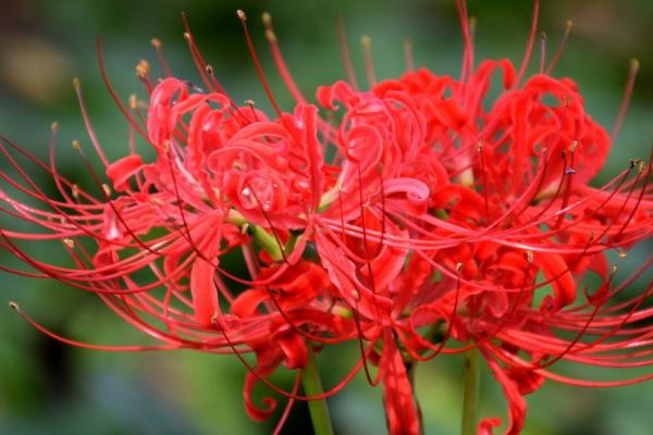 红色彼岸花的花语，寓意无尽的爱情、死亡的前兆等
