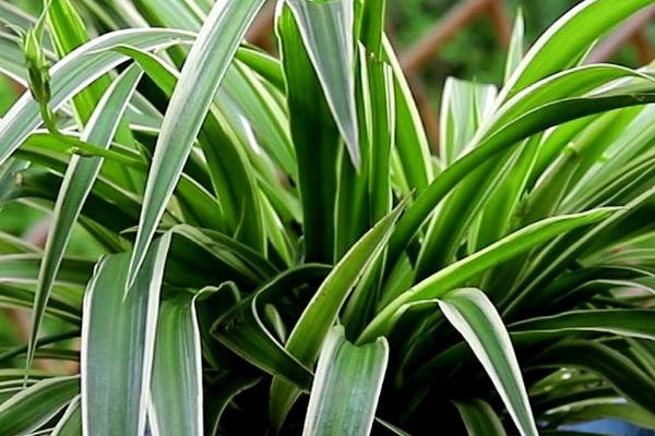 吊兰的养殖方法，每隔1-2天给植株浇水一次