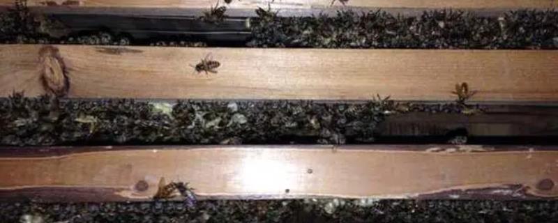 隔离中蜂双王群使用哪种工具，可用竖式隔王板或平面隔王板